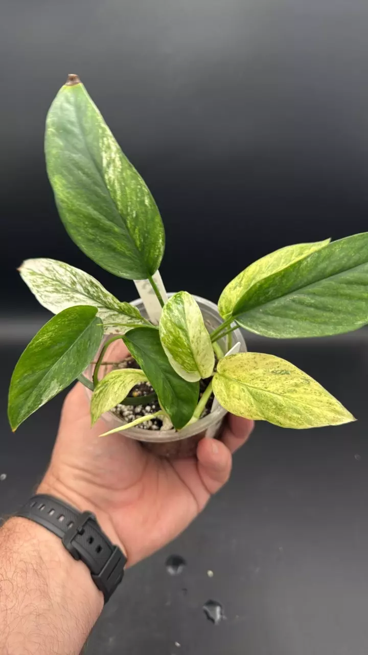 Variegated laniata minty albo(ish) - “Nelly” thumbnail