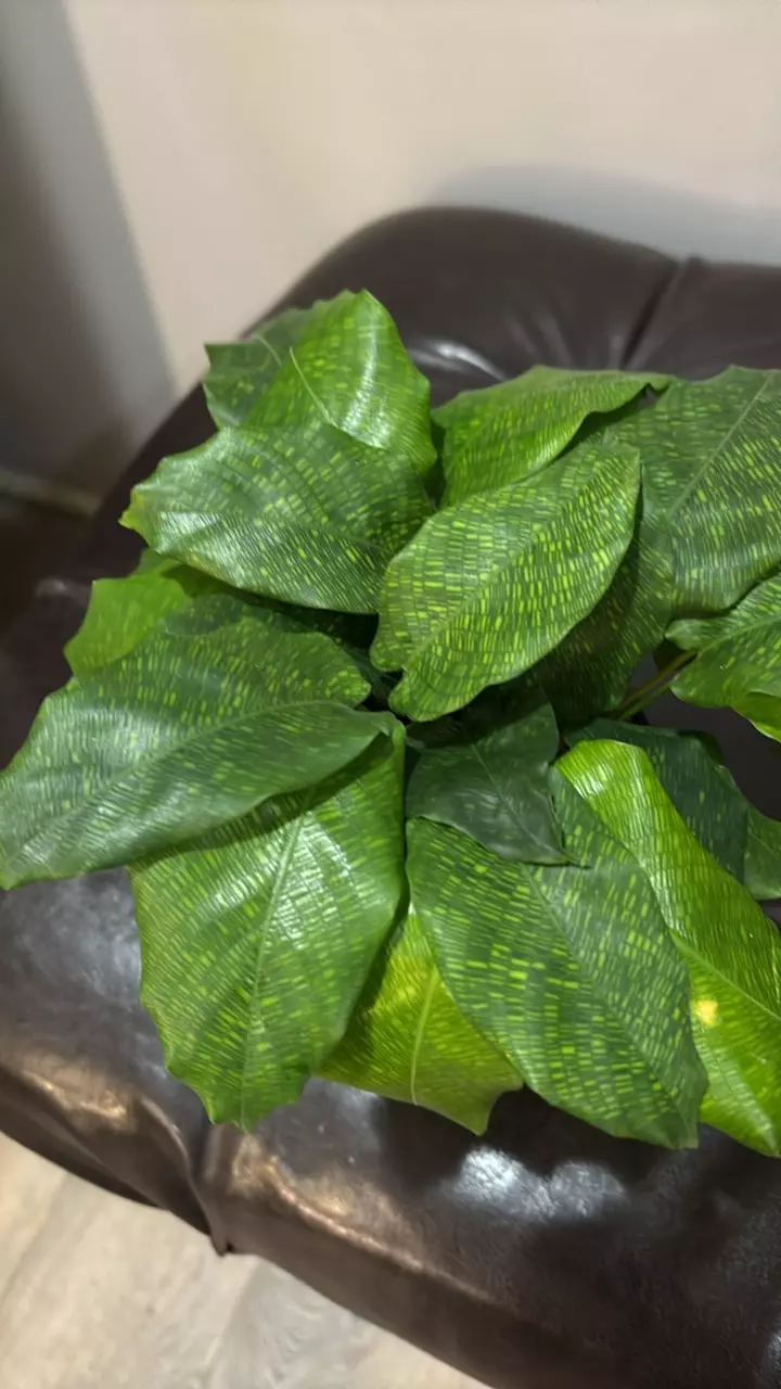 4” Calathea musaica ‘network’ thumbnail