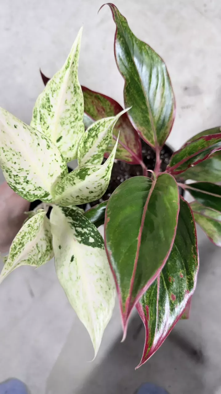 Aglaonema Siam Aurora + Aglaonema Lak Chai thumbnail