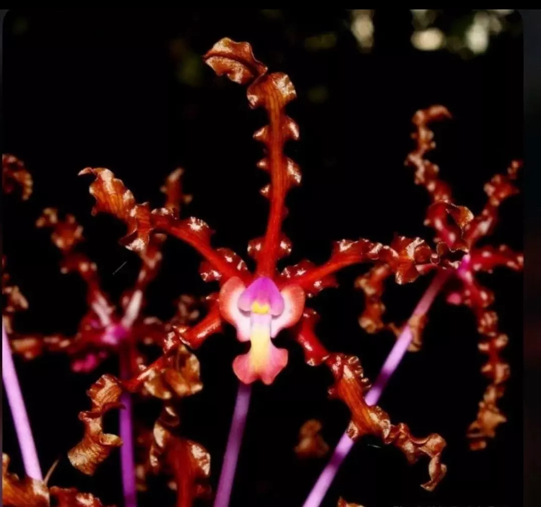 Laelia schultzei ‘Orchid Eros’ HCC/AOS X Self Orchid Species 7” Pot Long Spikes thumbnail