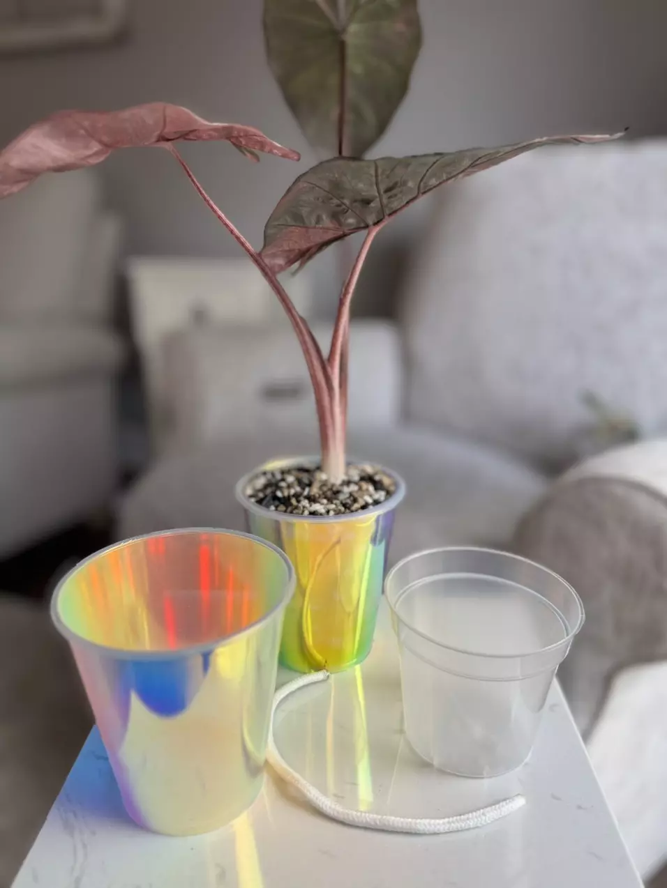 Iridescent Self- watering thumbnail