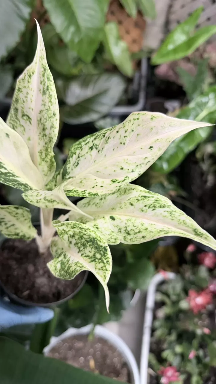 Aglaonema Lak Chai thumbnail