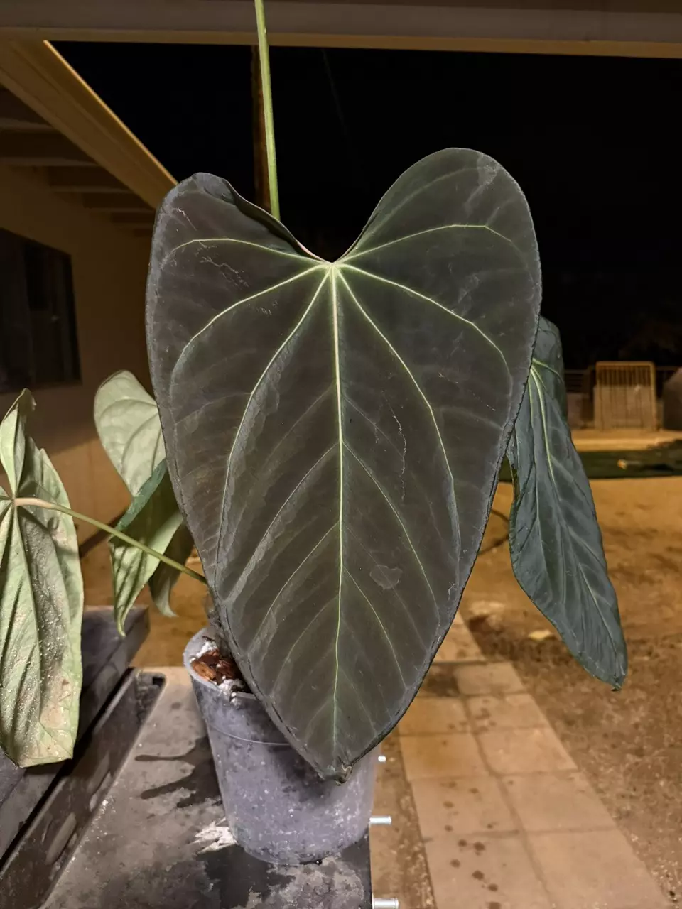 (The Wall x Pap) x RA BVEP Seedlings thumbnail