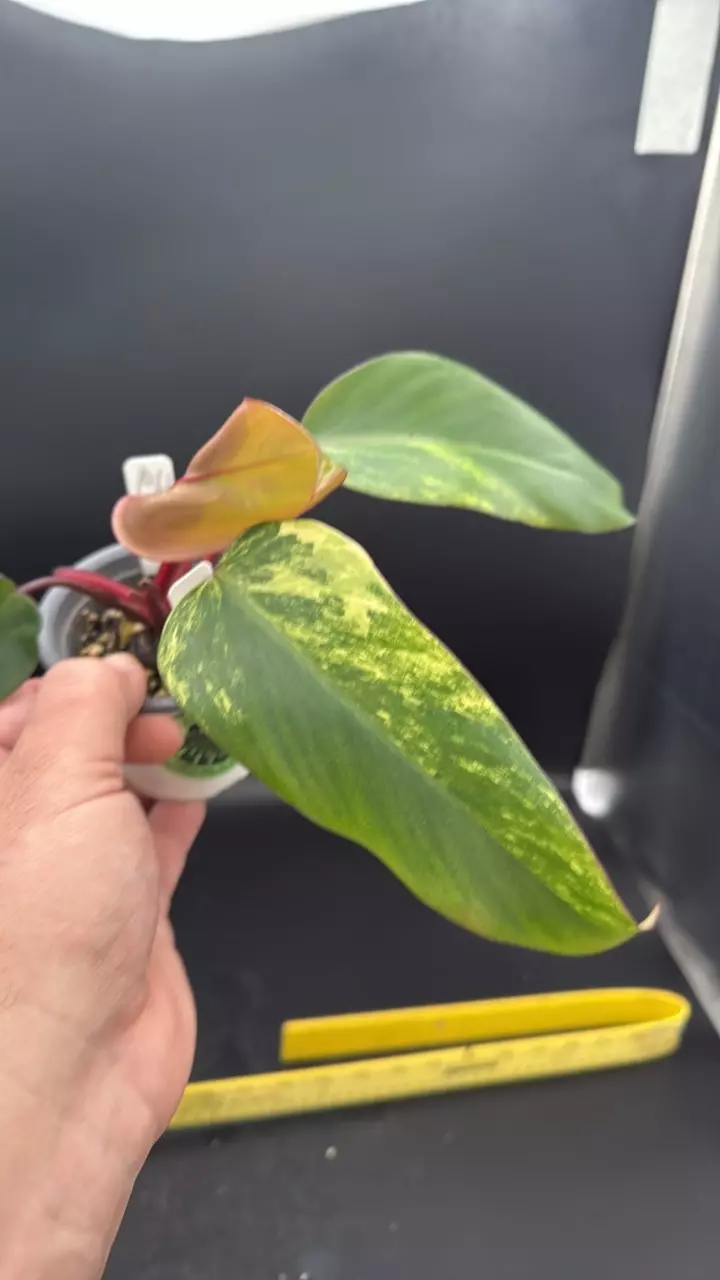 Strawberry shake- “Tina” variegated philodendron thumbnail