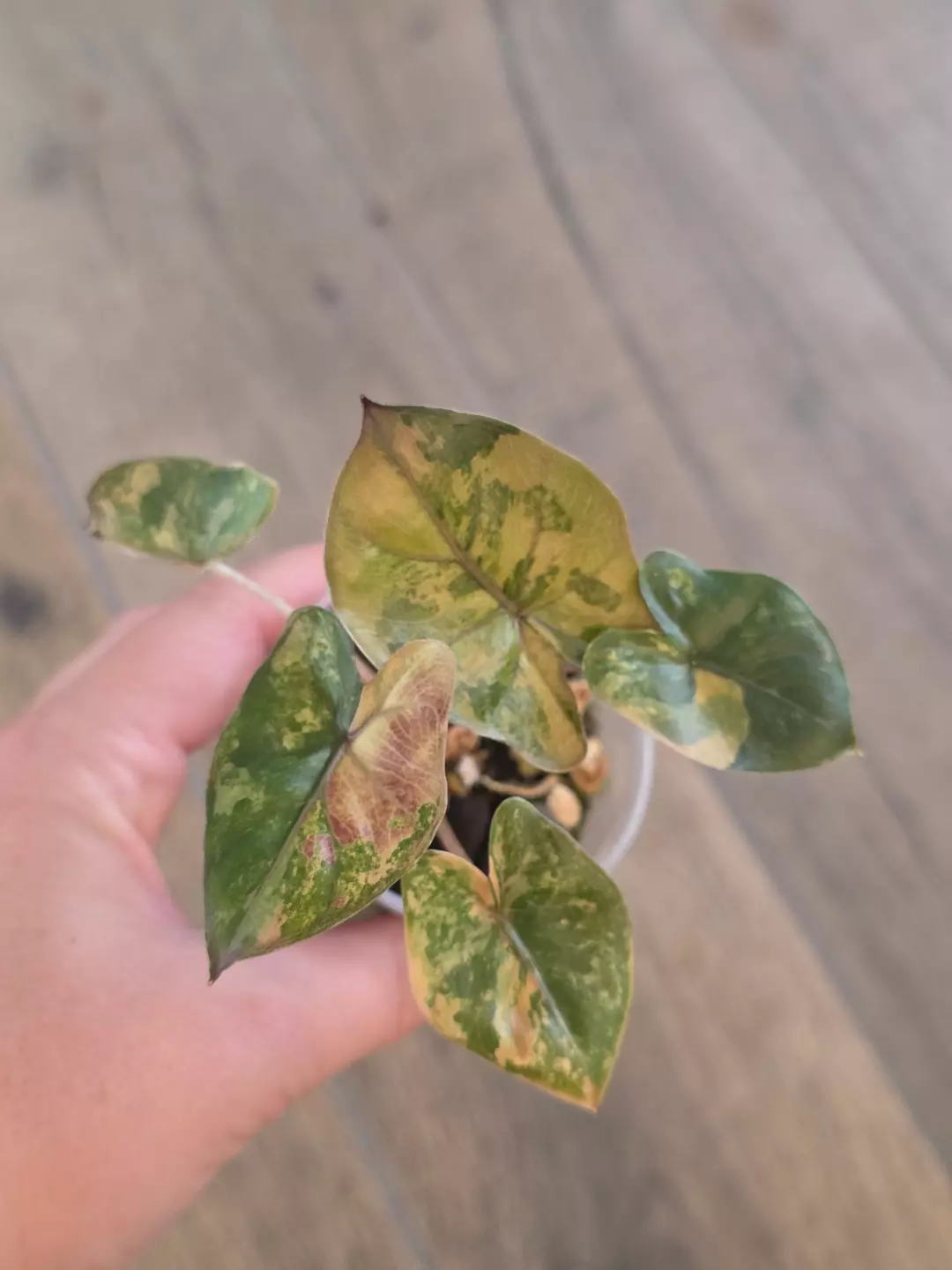 Alocasia Yucatan Princess Pink thumbnail