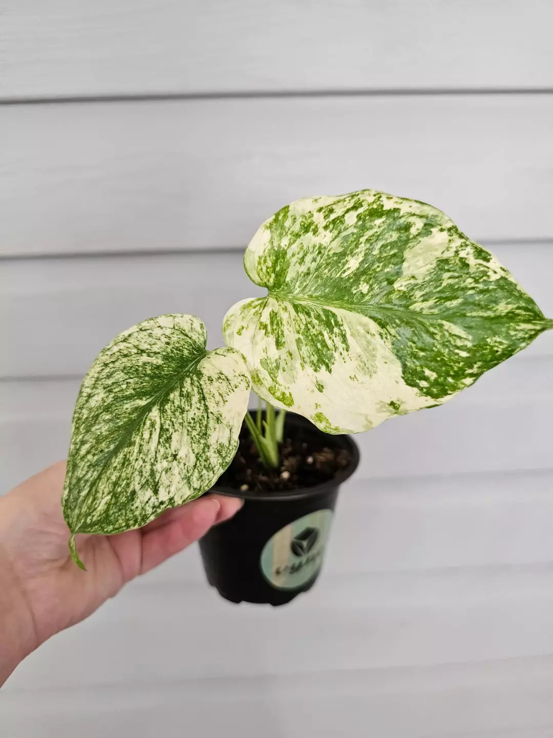 Monstera Mint Large Form 🌿✨️🤍 thumbnail