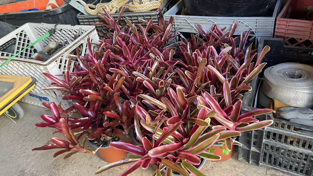 Bromeliads thumbnail