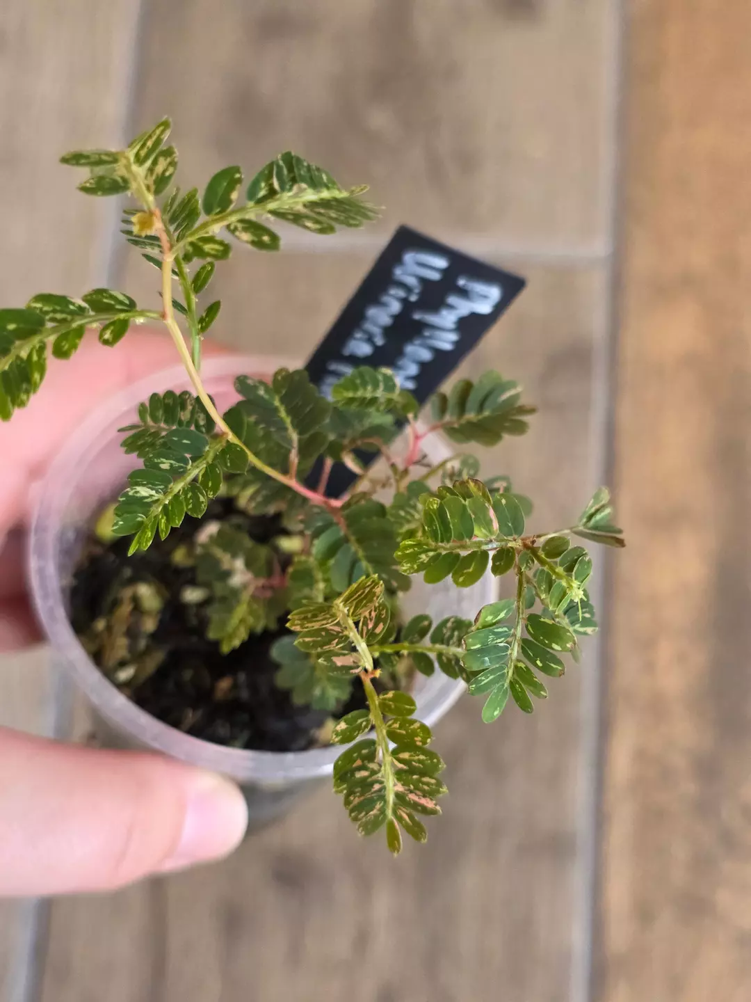 Phyllanthus Urinaria Pink Variegated thumbnail