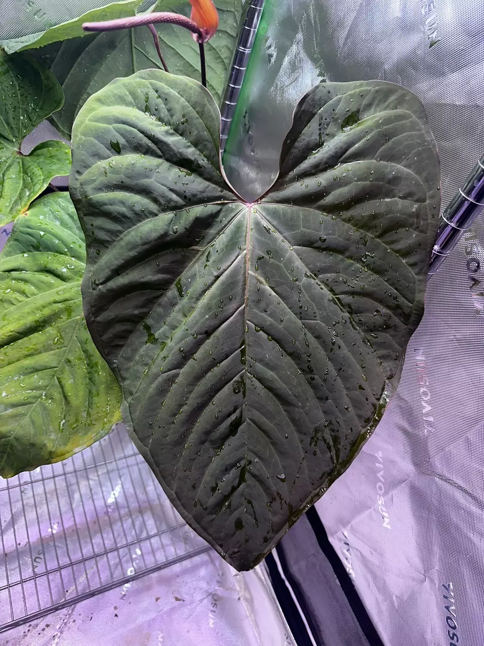 ✨NEW✨ (Insigne x Crystallinum) x (The Wall x Pap) seedling thumbnail