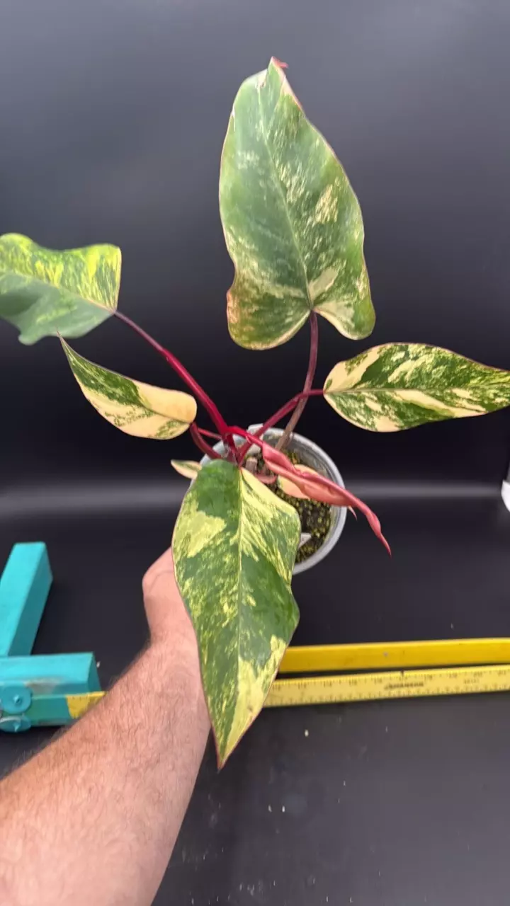 Strawberry shake gorgeous specimen - “Dave” thumbnail