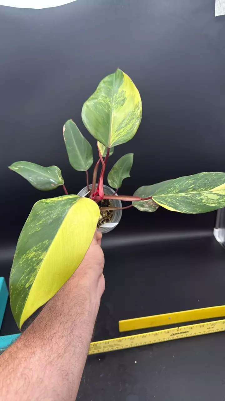 Strawberry shake high color - “Valerie” highly variegated thumbnail