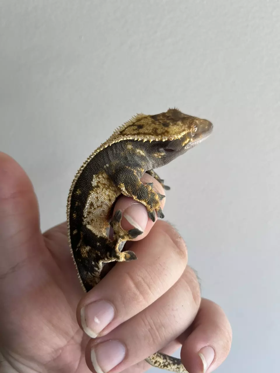 Black Sided Harlequin thumbnail