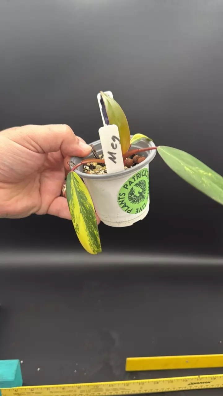 Strawberry shake philodendron - “Meg” variegated thumbnail