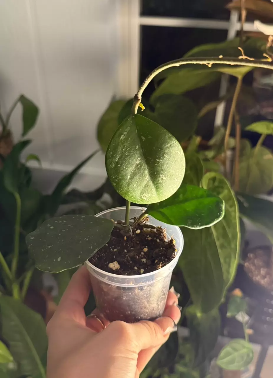 Hoya Obovata Splash thumbnail
