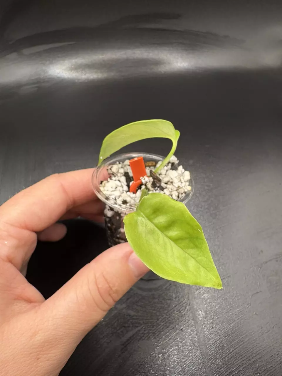 Custom Order thumbnail