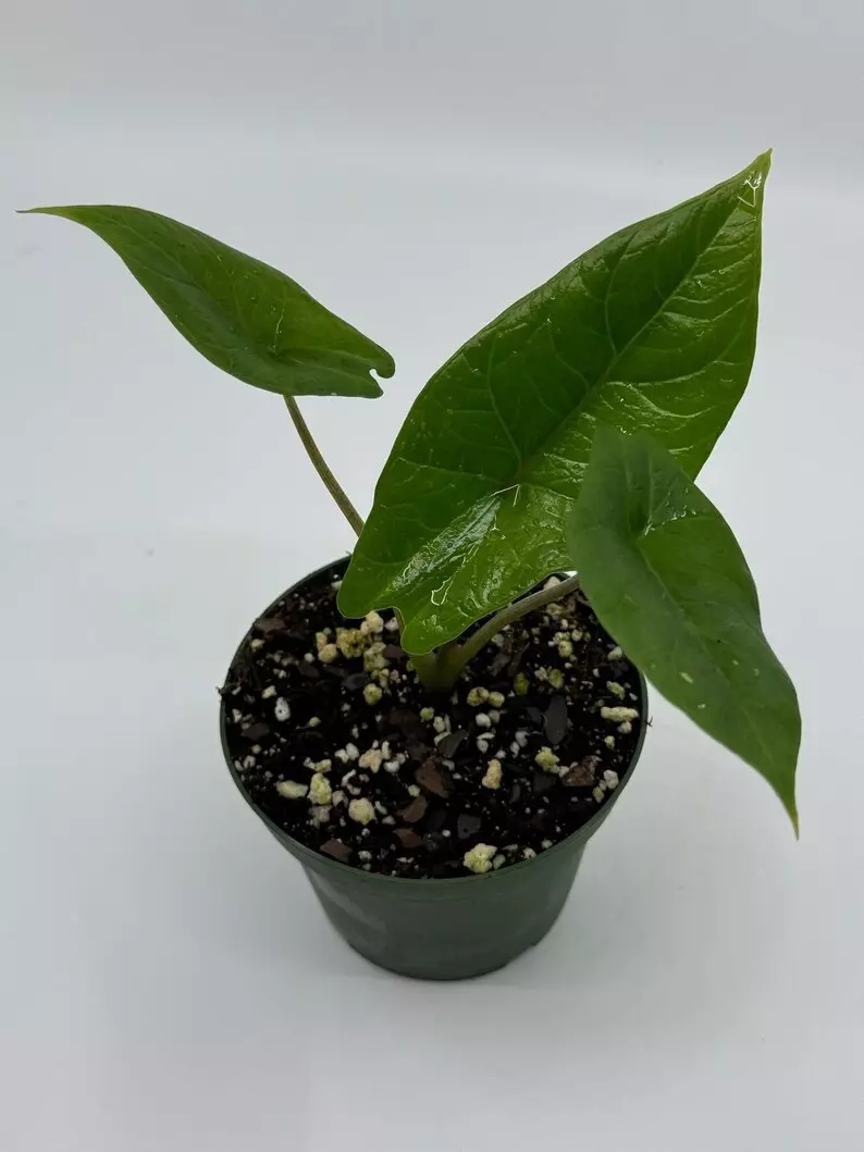 Alocasia Scalprum - Alocasia Samar Lance thumbnail