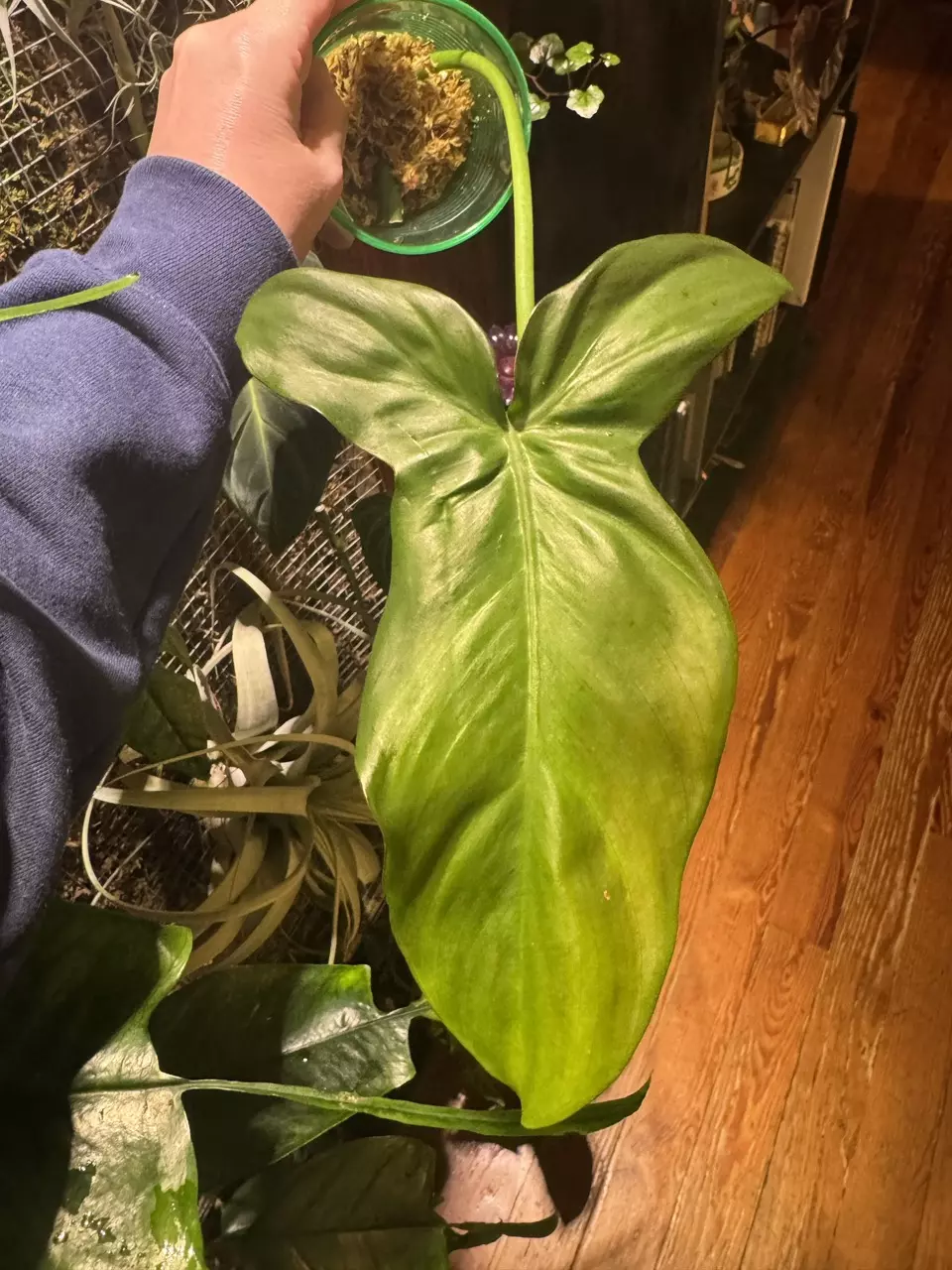 Philodendron Camposportoanum thumbnail