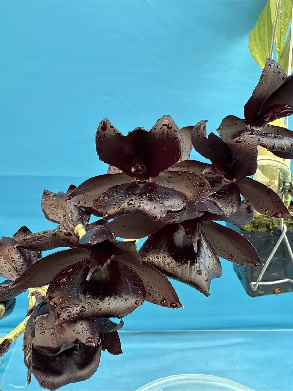 Catasetum Type Monnierara Millenium Magic Witchcraft Black Orchid Hybrid 4” Pot thumbnail