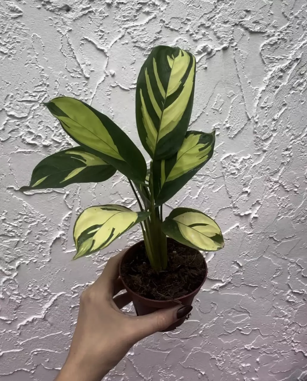 Calathea Pilosa (4" Pot) - Golden Mosaic Plant thumbnail