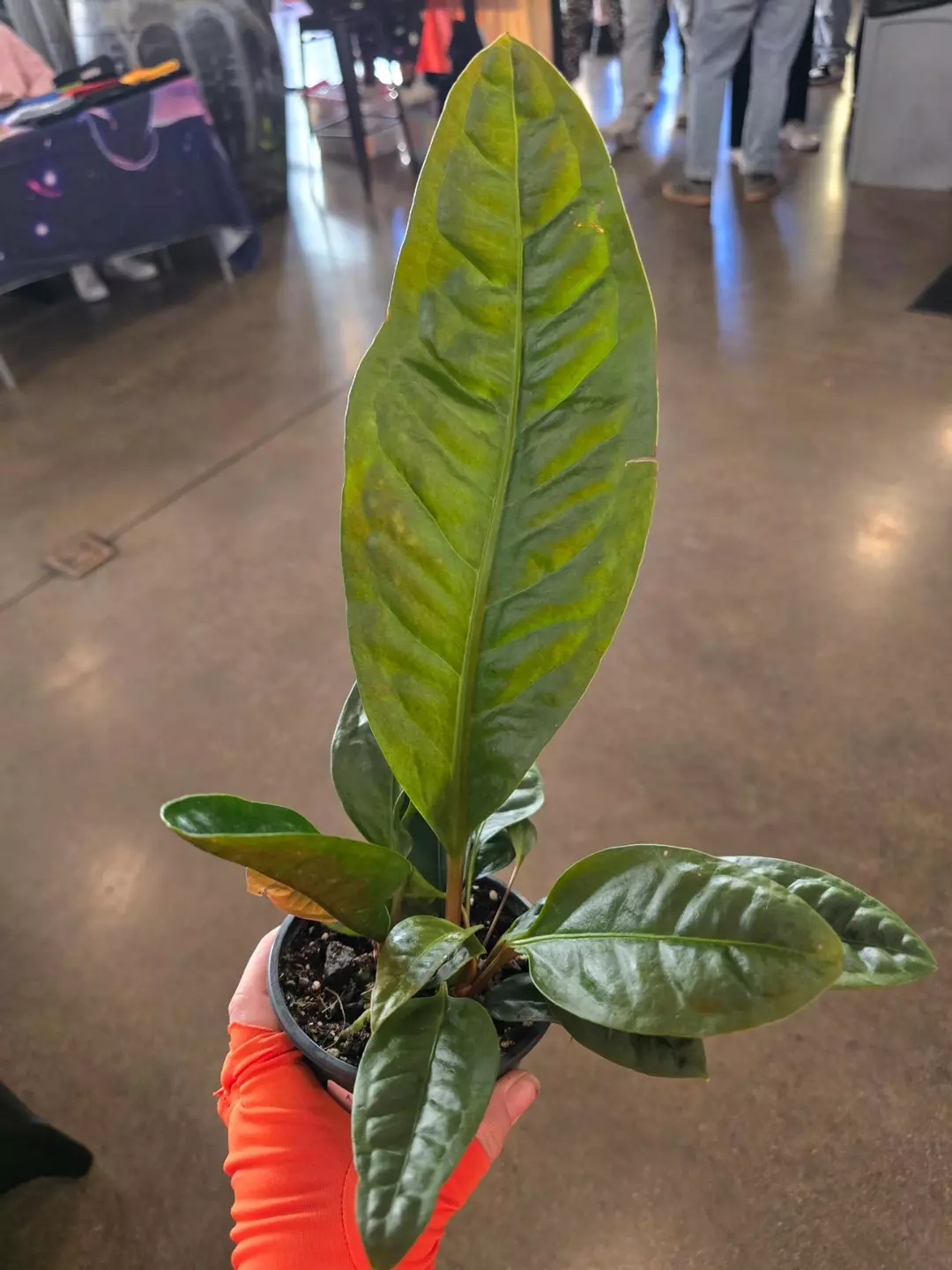 Antheruim Superbum thumbnail