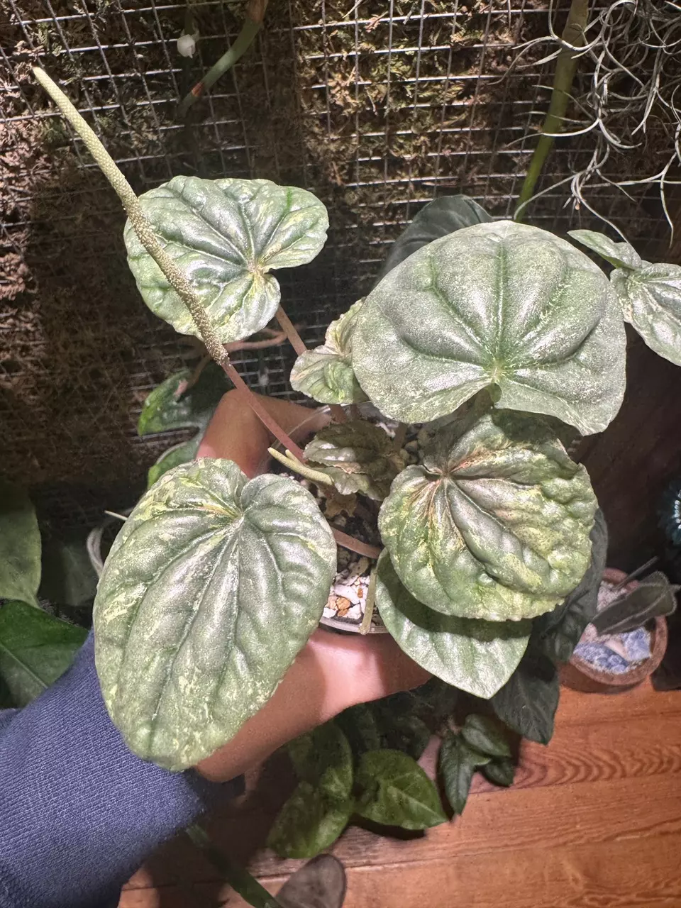 Pink Lady Peperomia thumbnail