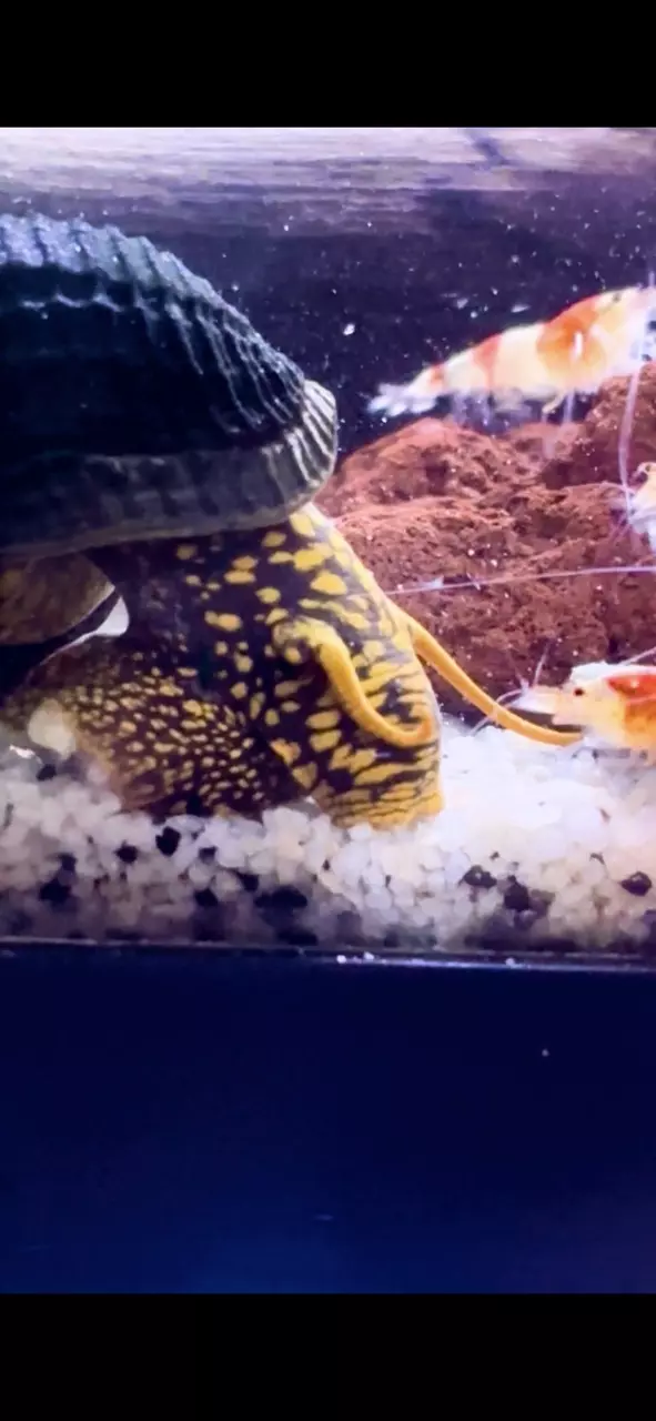 RARE Mini yellow Antennae rabbit snails x2 thumbnail