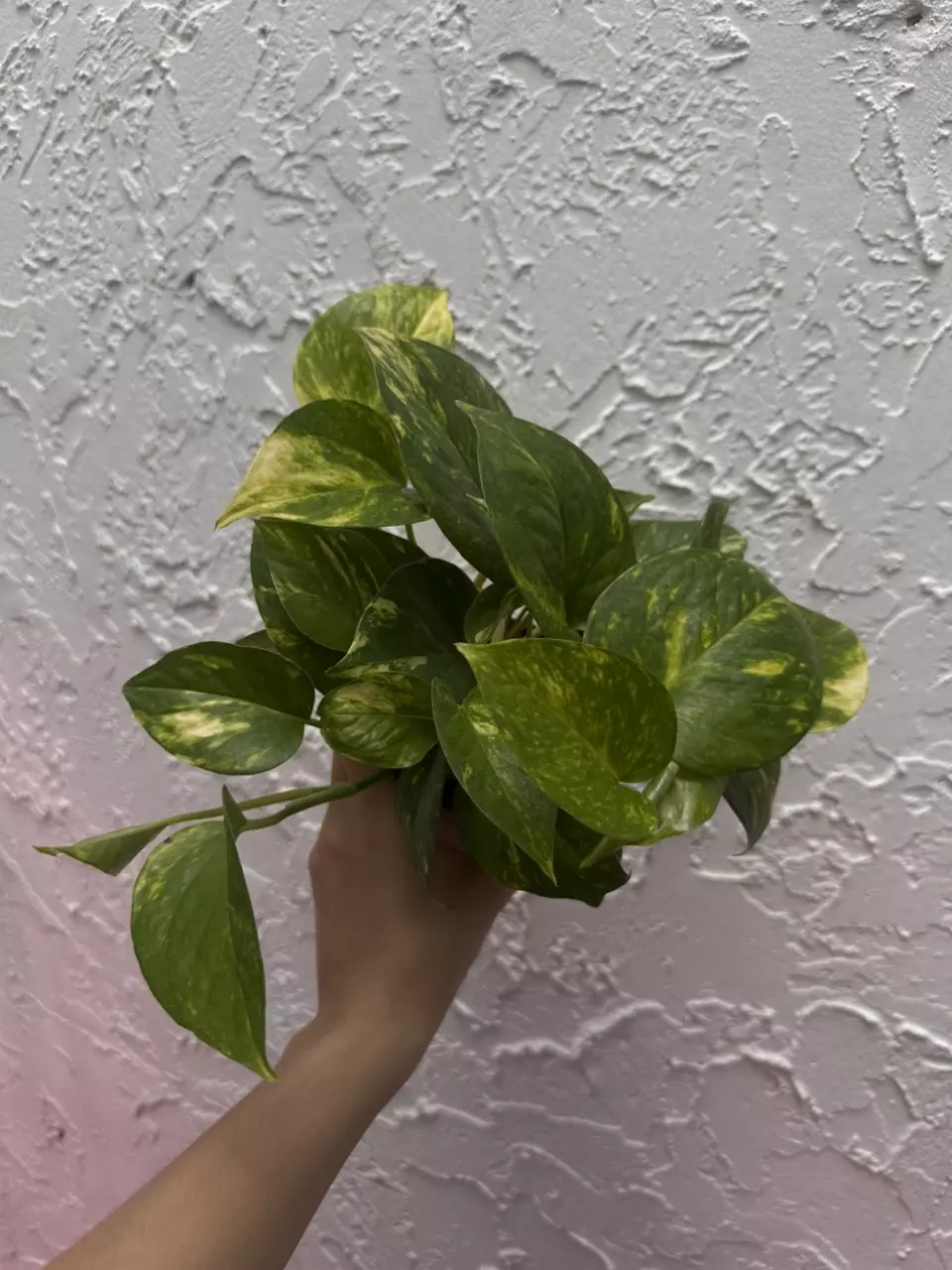 Hawaiian Pothos 4 Inch Pot - Epipremnum Aureum thumbnail