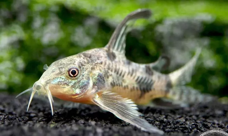 Peppered Longfin Cory Cat x2 thumbnail