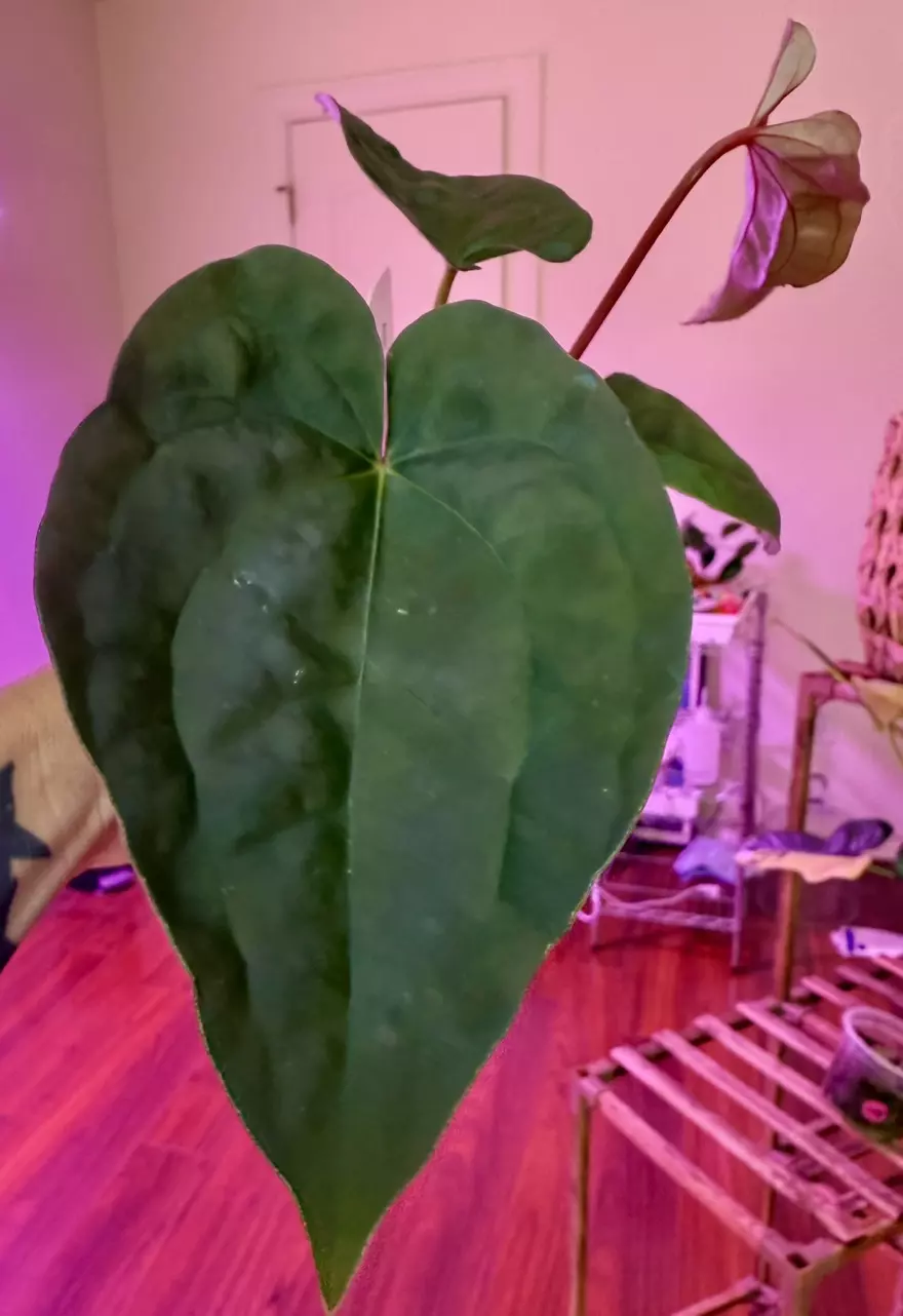 Anthurium [(Stripey x mag) x regale] variegated x lux thumbnail