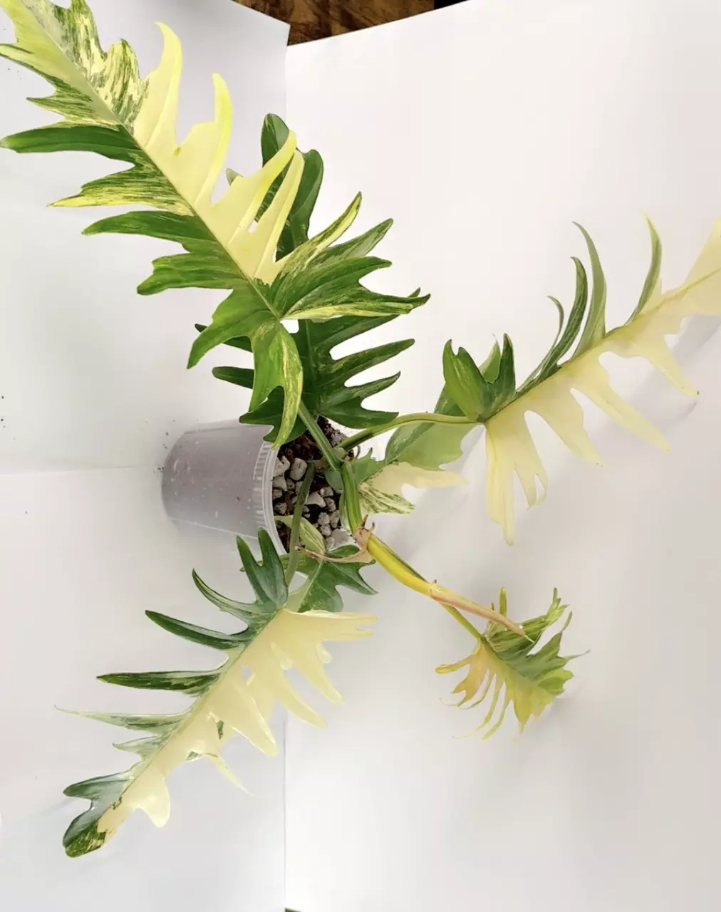 C-9 Florida beauty x Mayoi thumbnail