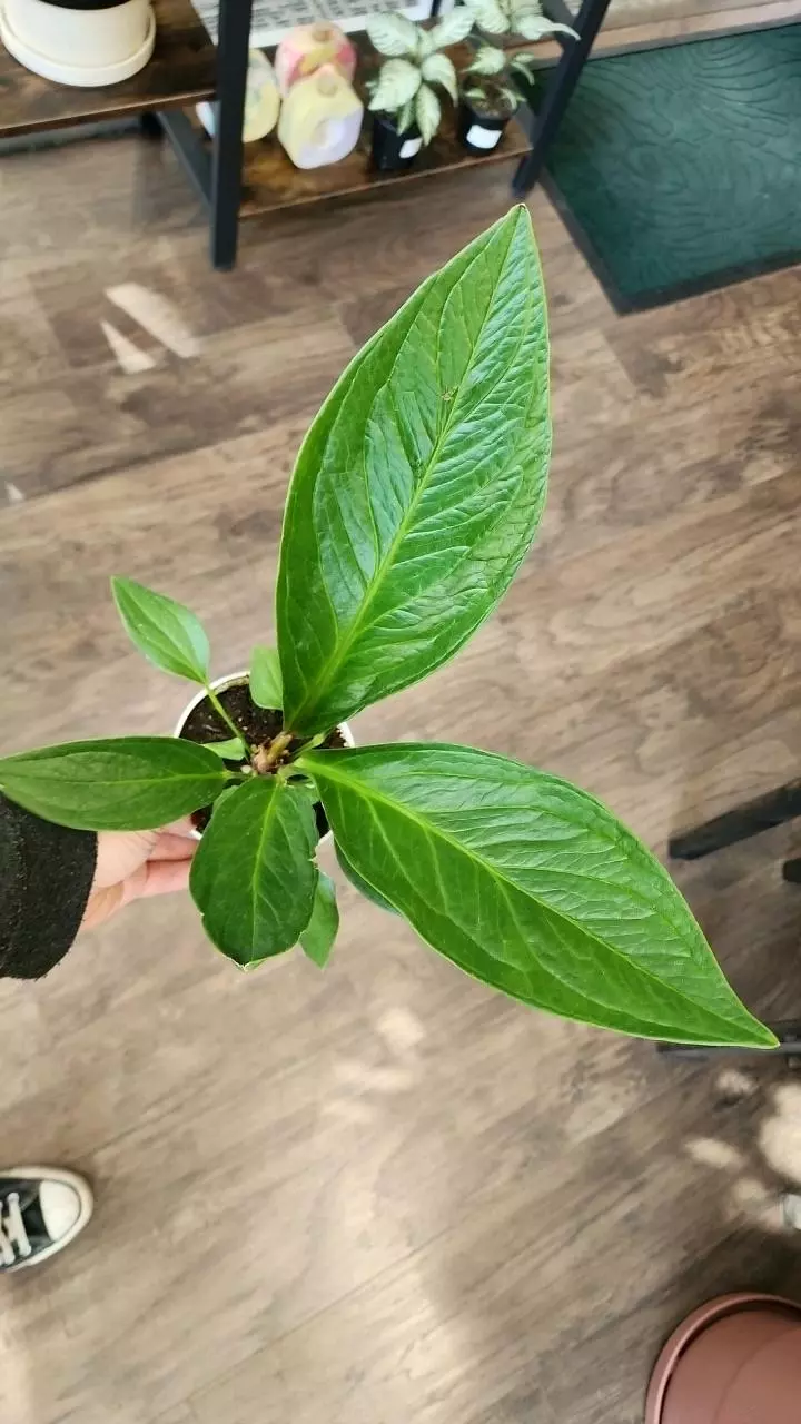 Anthurium Cobra thumbnail