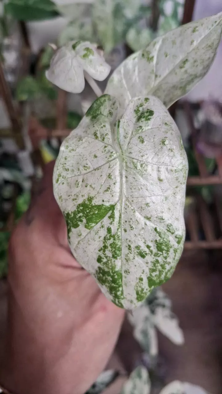 Alocasia Macrorrhiza 'Variegated' Starter Plant thumbnail