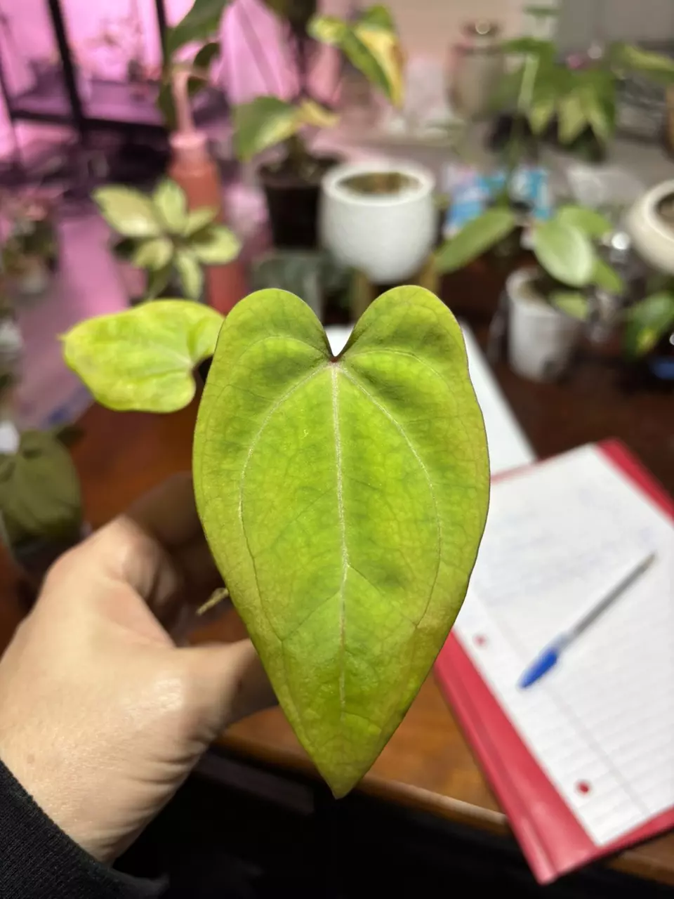 #203 Anthurium Sentinel (red stem) x Pap X x Open thumbnail