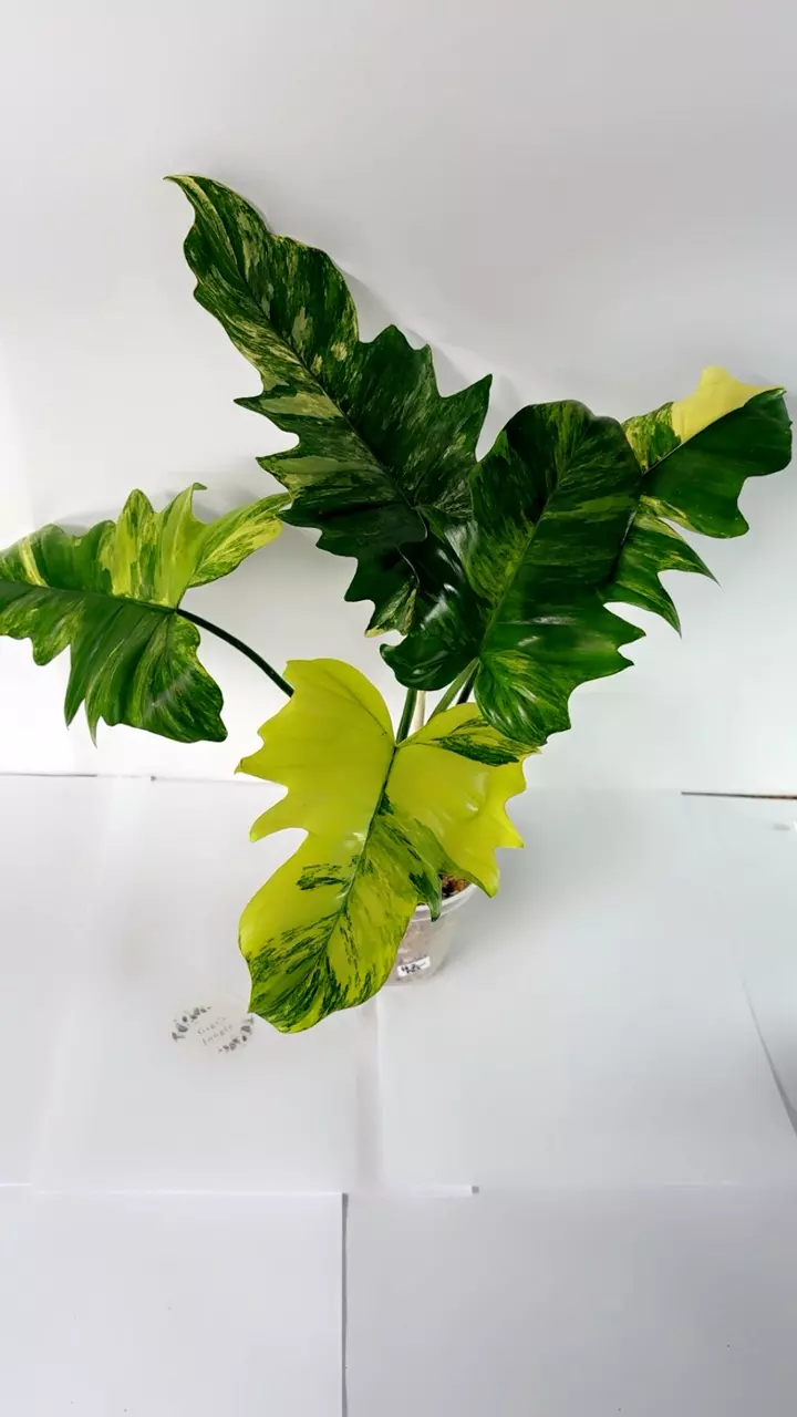 H-2 Florida beauty x mayoi thumbnail