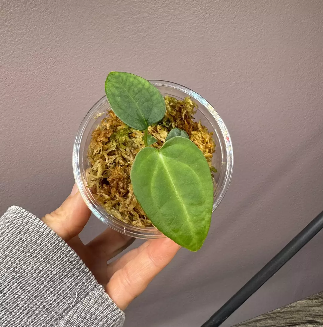 Anthurium Carla/BVEP X open thumbnail