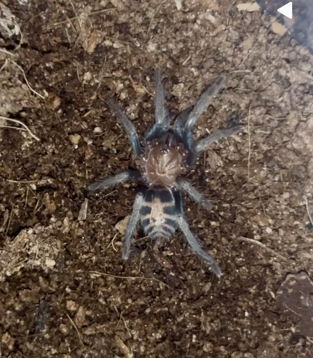 Guatemalan Tiger Rump Tarantula (Davus pentaloris) thumbnail