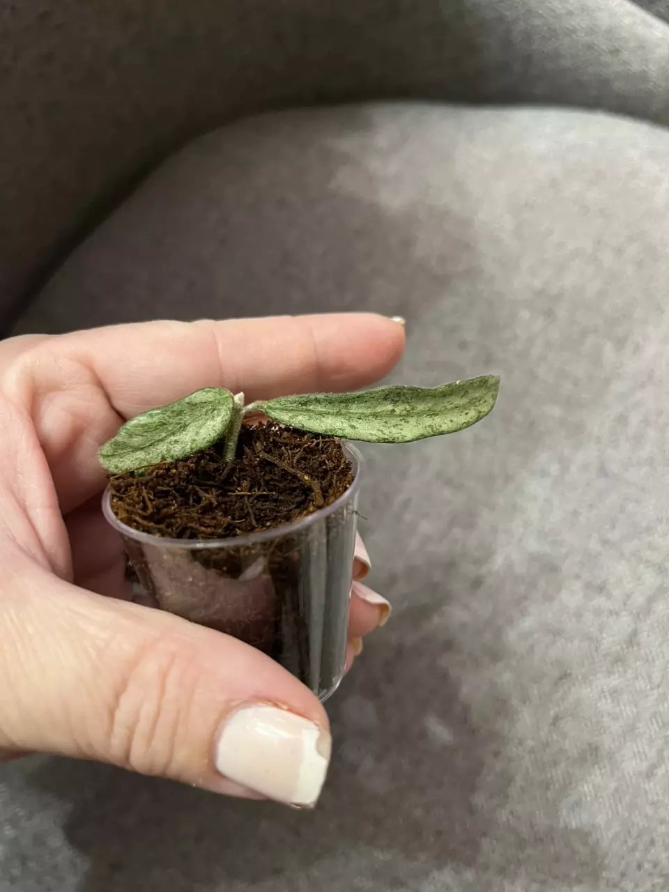 Hoya Lyi Silver - rooted cutting thumbnail