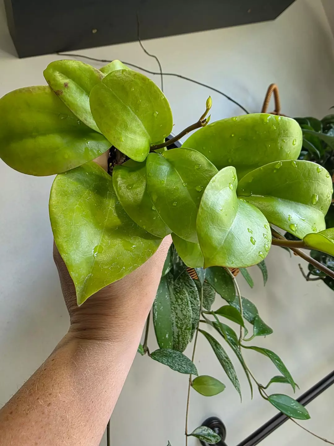 Hoya Clandestina thumbnail