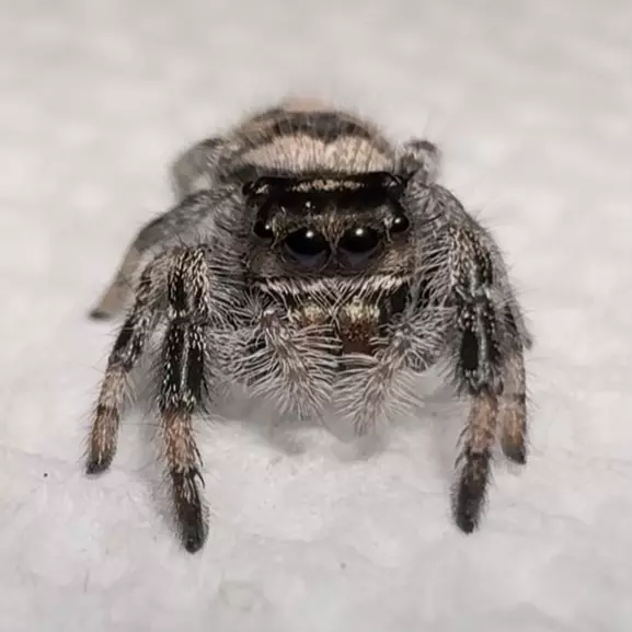 Larissa i8- Phidippus regius female (Regal jumping spider) thumbnail