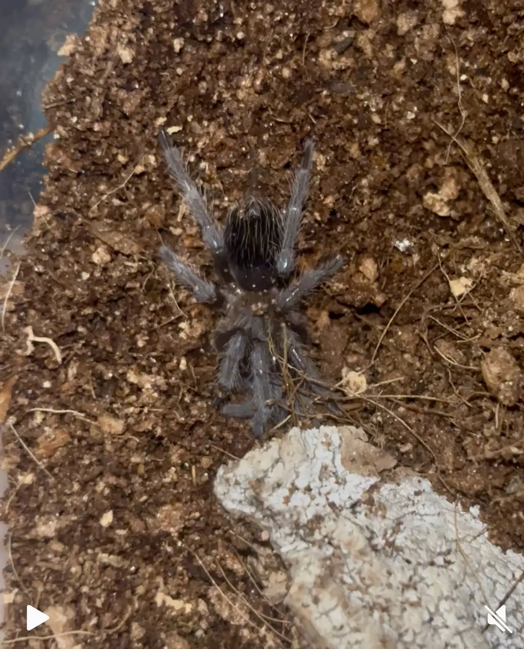 Mexican Rose Grey Tarantula (Tliltocatl verdezi) 1.5” thumbnail