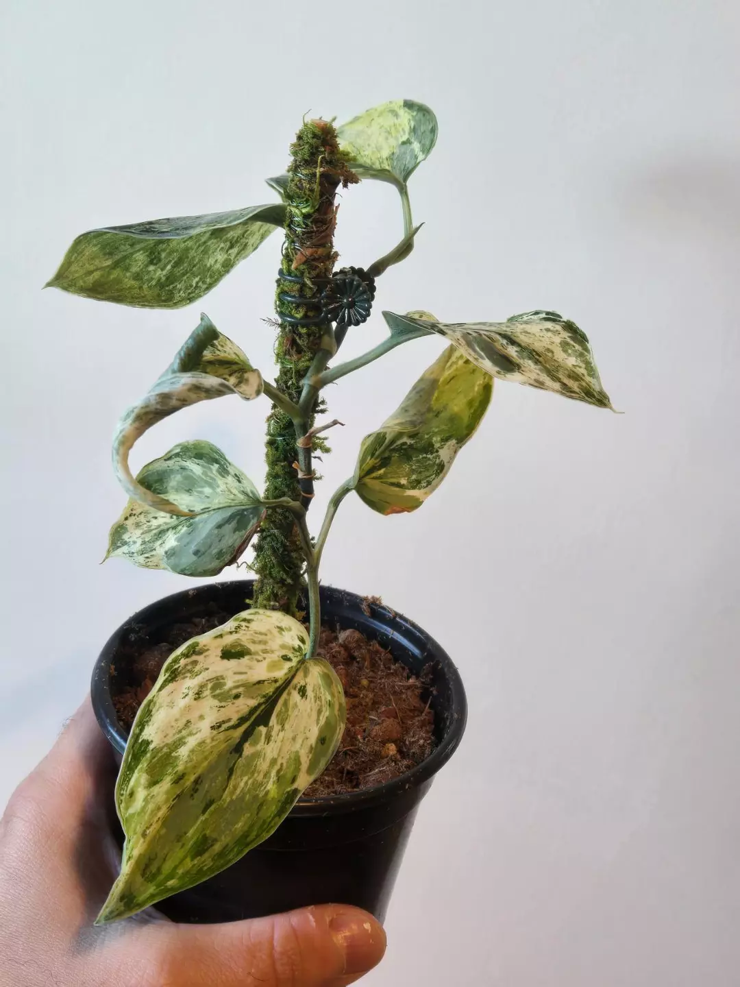 Scindapsus Peasun thumbnail