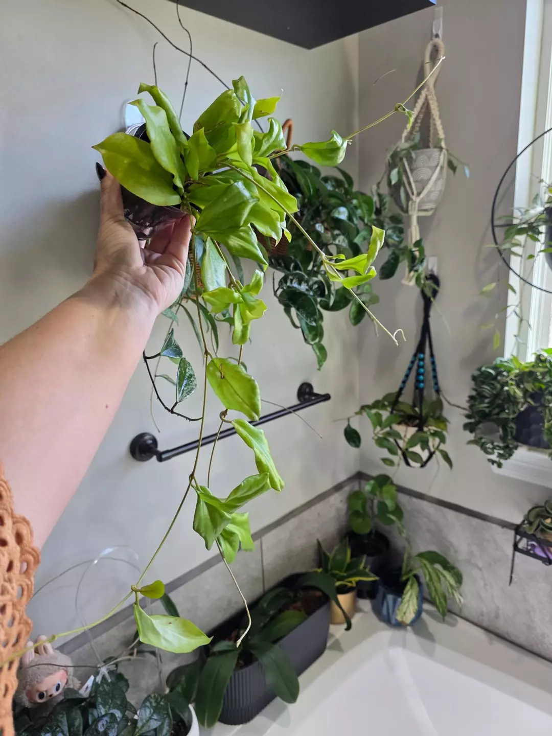 Hoya Erythina thumbnail