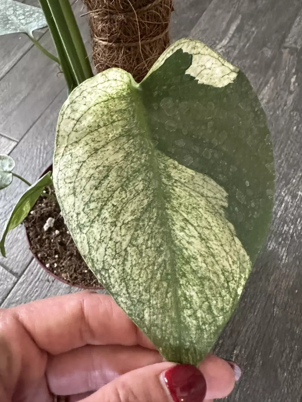 Monstera Mint thumbnail