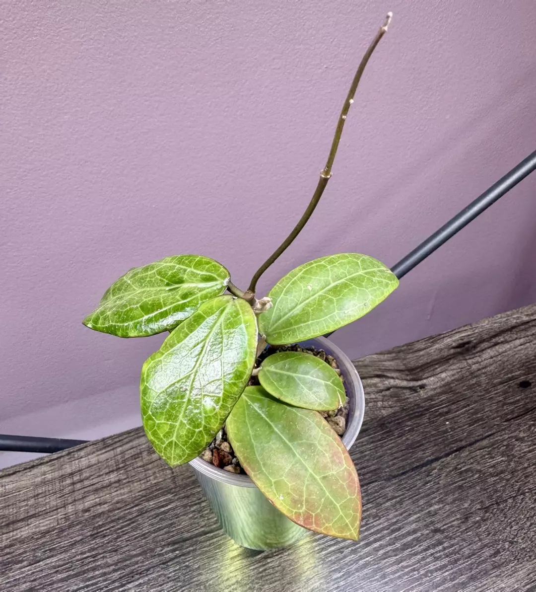 Hoya EPC-301 black leaf thumbnail