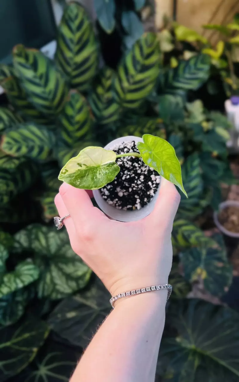 Variegated Alocasia Tyrion thumbnail