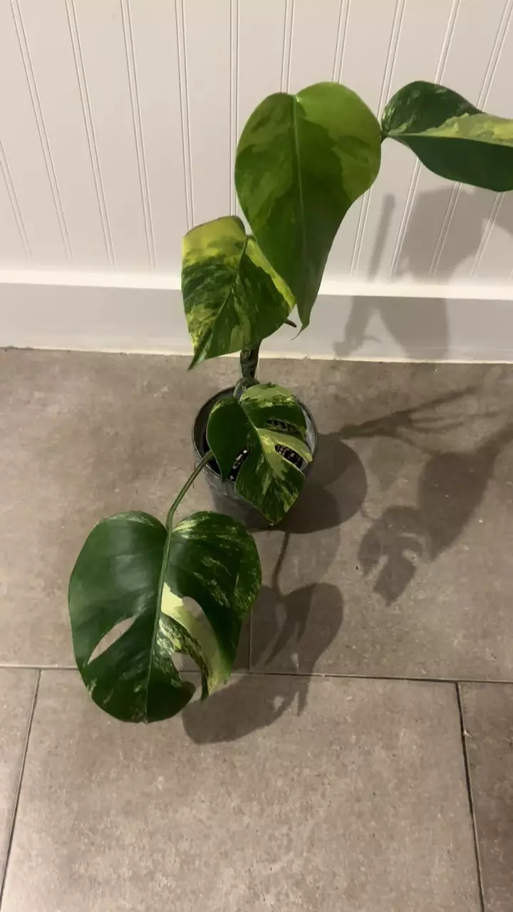 Monstera Aurea - Large thumbnail