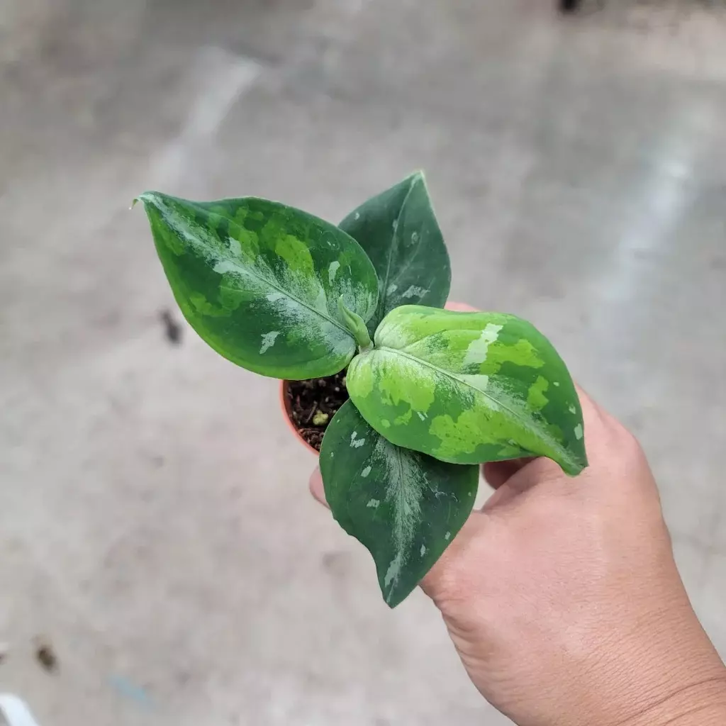 Aglaonema Pictum Tricolor Starter Plant thumbnail