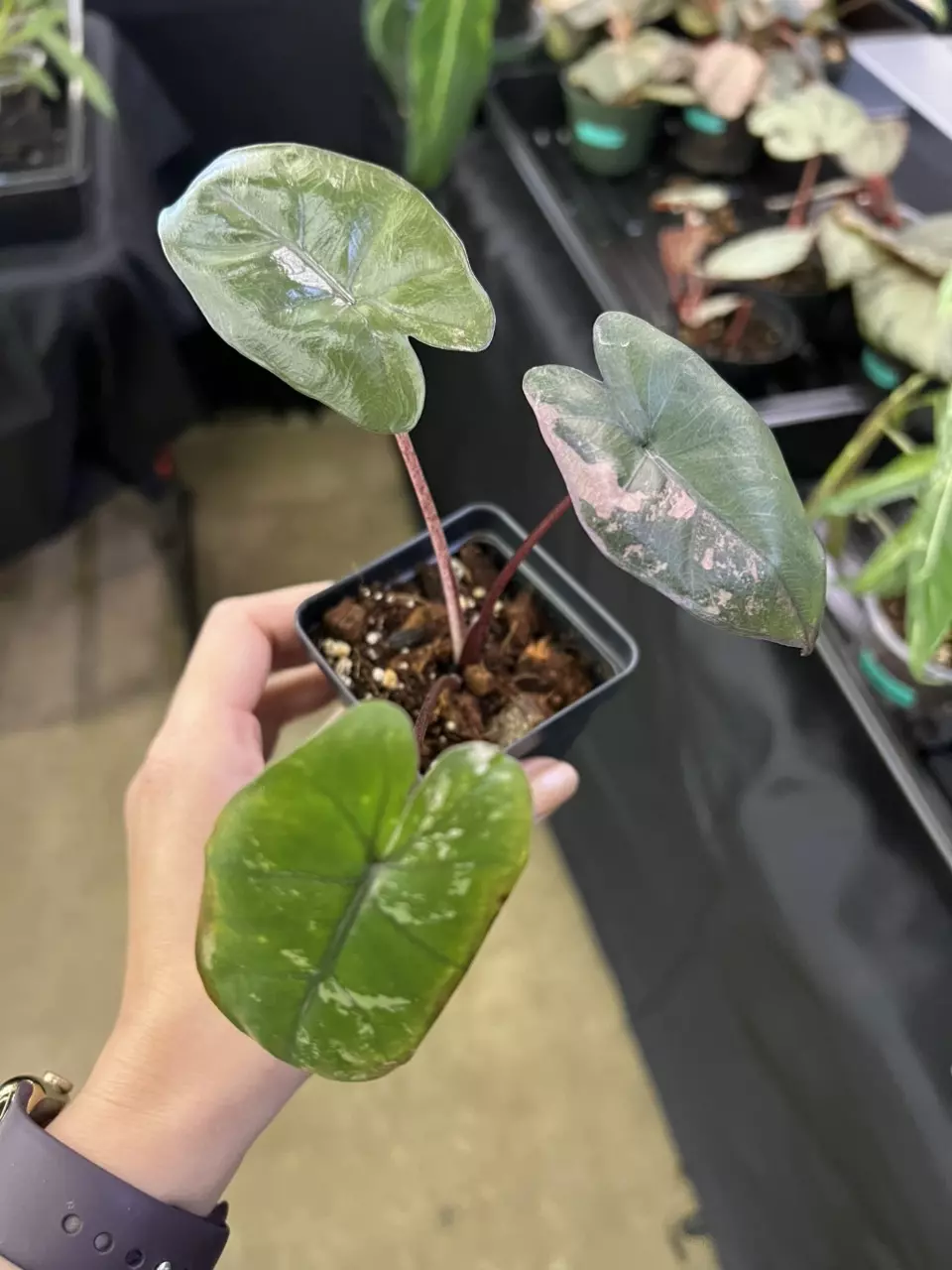 Pink Plumbae Alocasia thumbnail