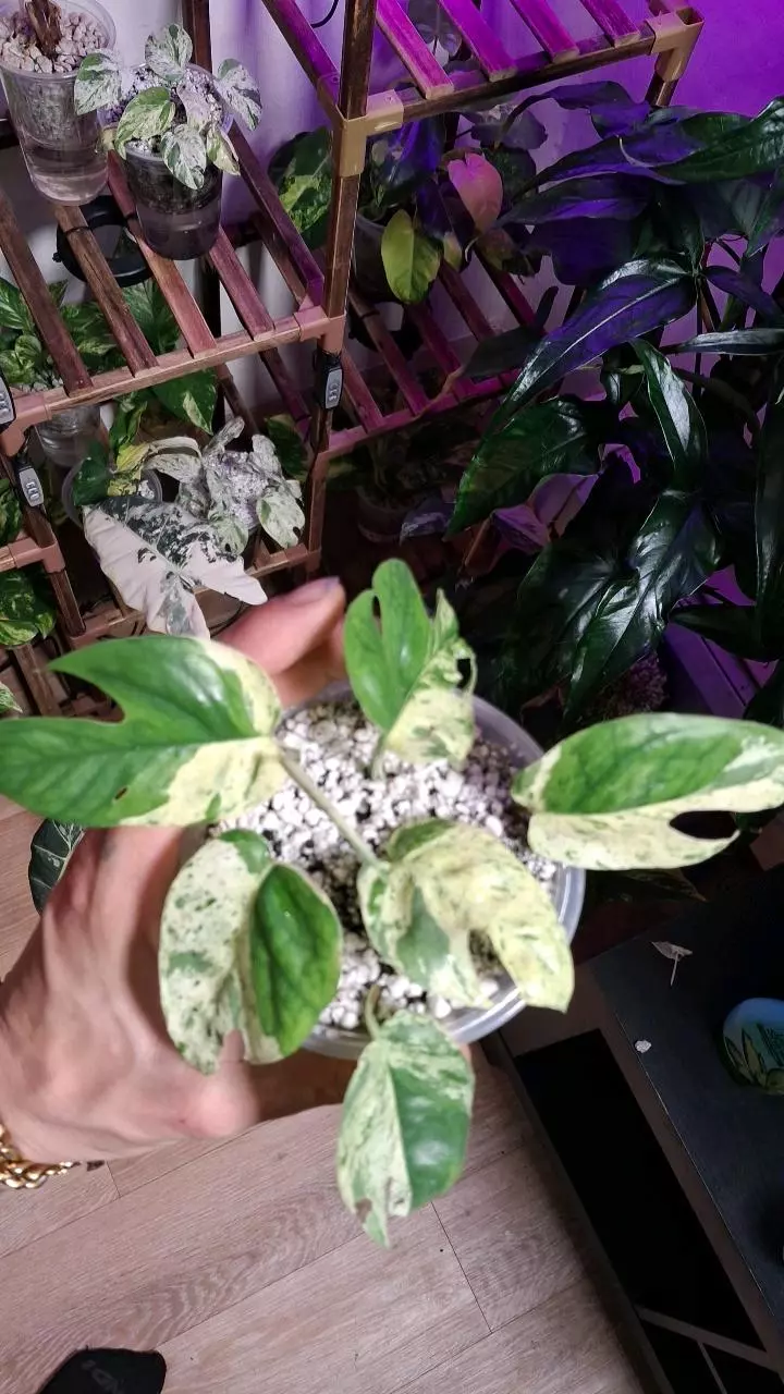 Epipremnum Pinnatum Marble Starter Plant thumbnail