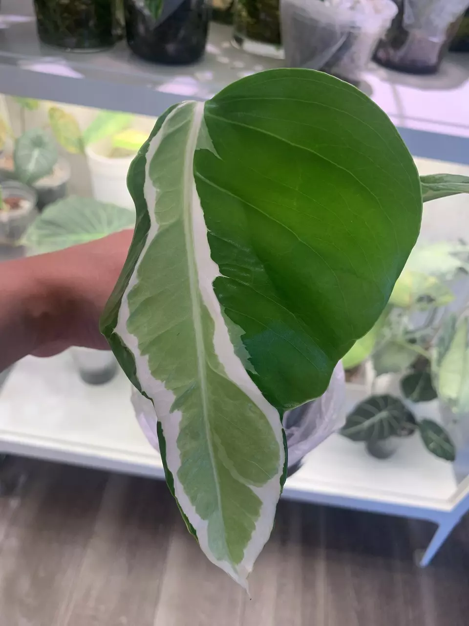 Monstera white lava thumbnail
